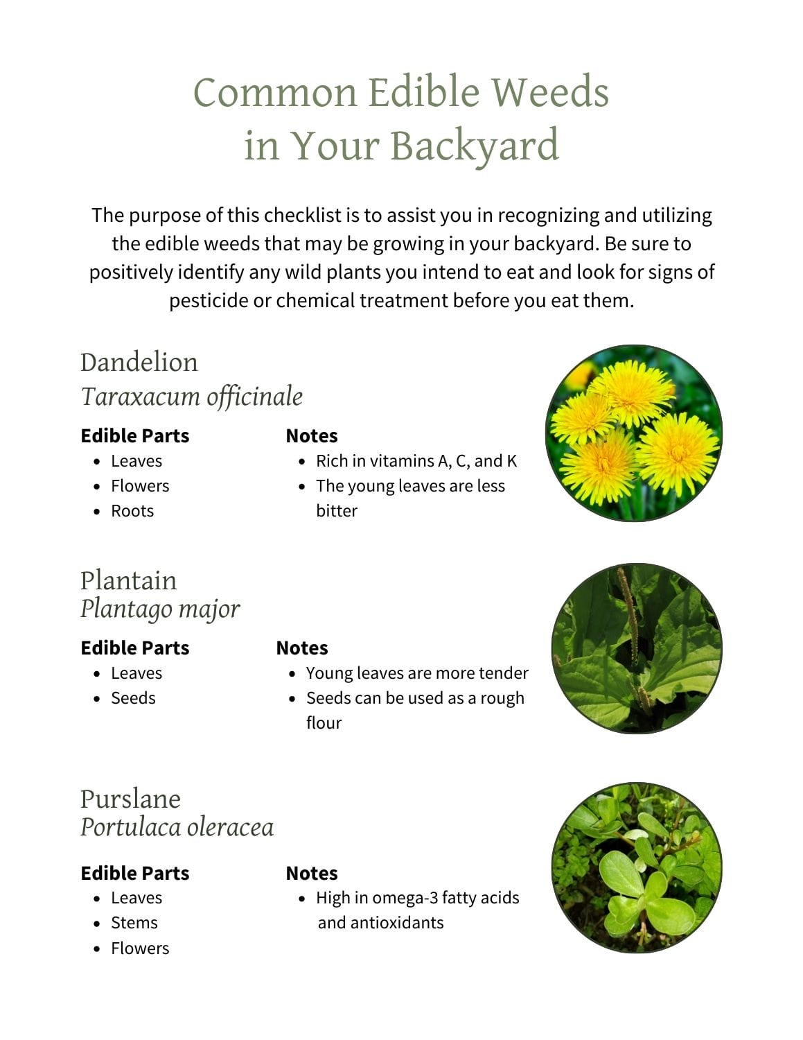 My printable Common Edible Weeds guide.
