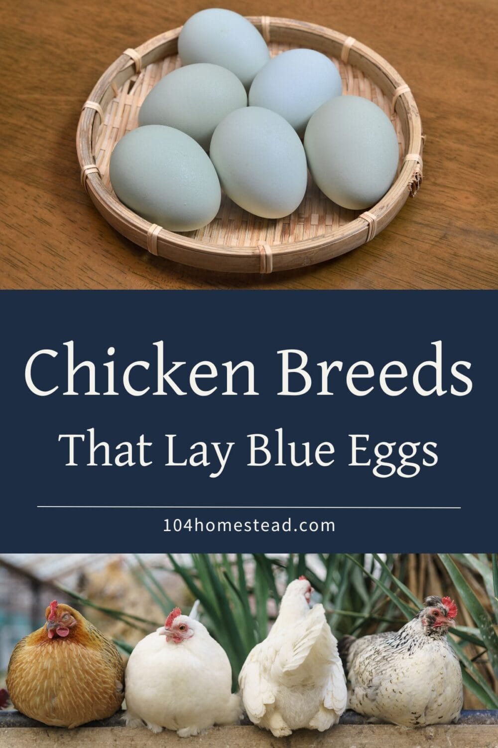 A Pinterest-friendly graphic for my post that discusses the blue egg laying chicken breeds.