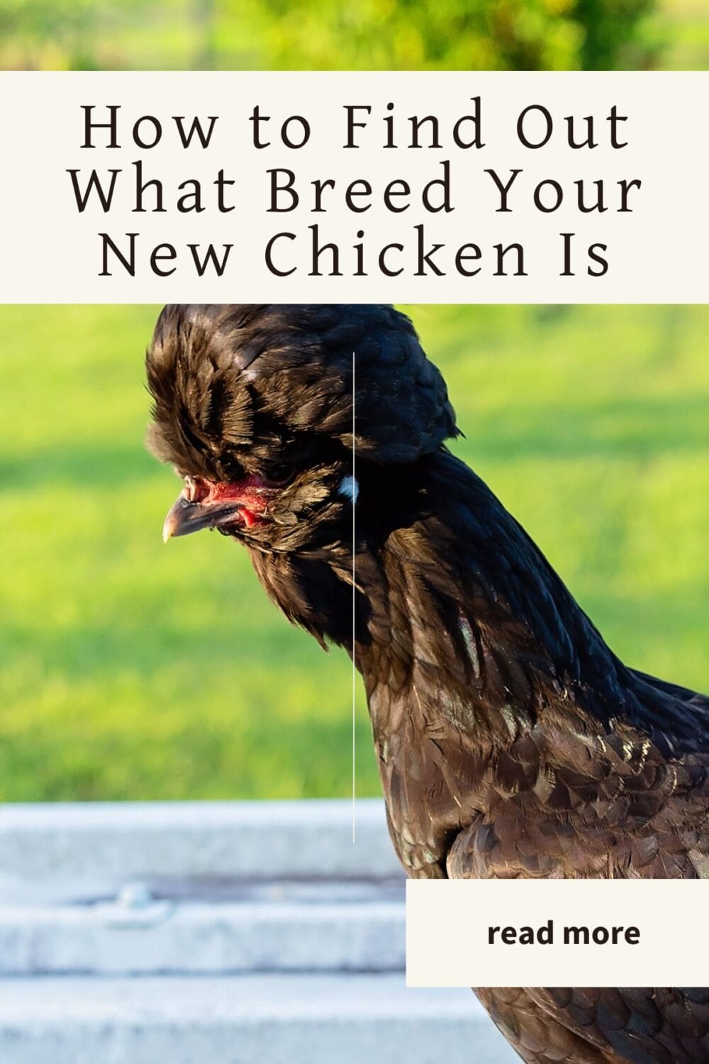 A Pinterest-friendly graphic for my post on identifying the type of chicken you have based on the feather patterns and comb styles.