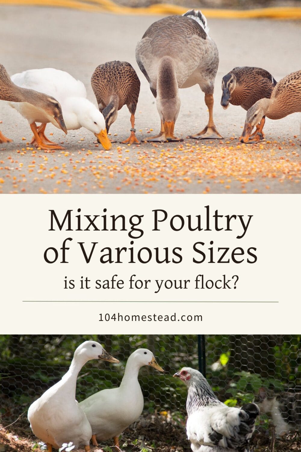 A Pinterest-friendly graphic for my post on keeping poultry of different sizes in the same flock.
