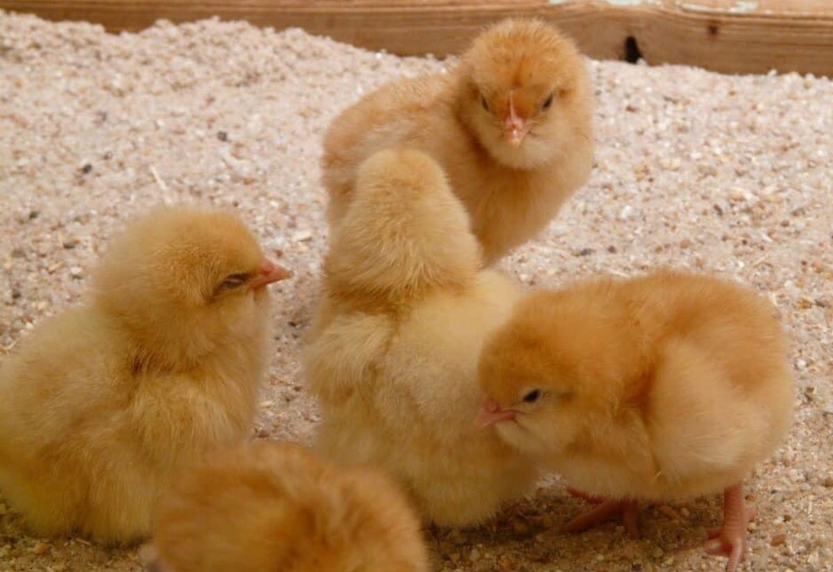 Chicken chicks being brooded on sand bedding.