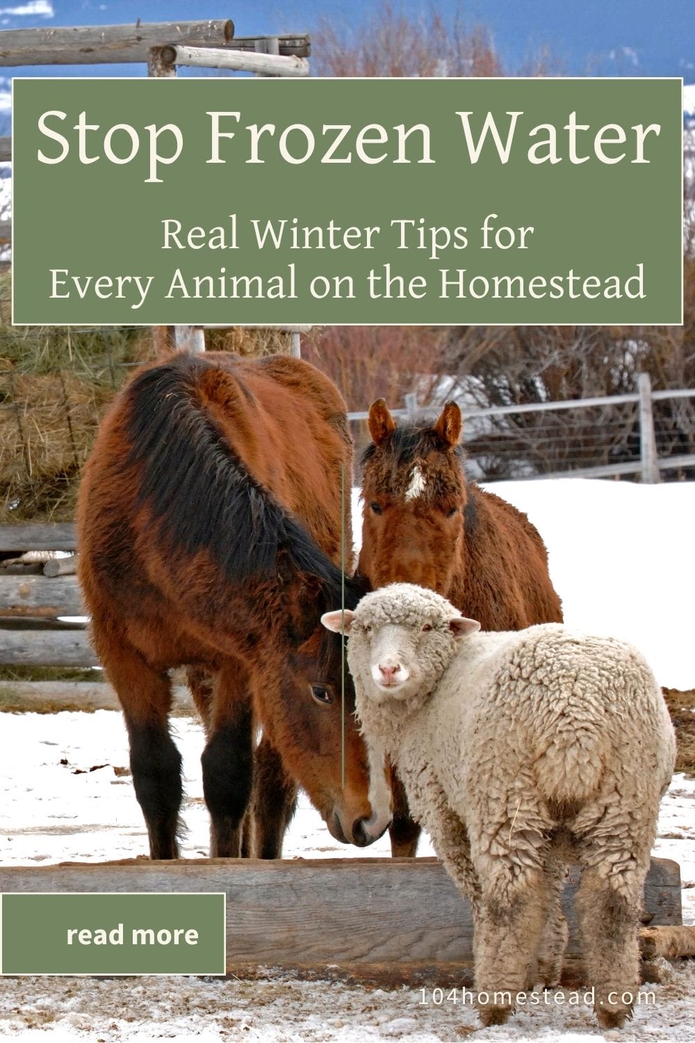 A winter farm scene with a brown horse, a darker pony, and a wooly white sheep standing together near a wooden water trough in the snow. The mountains in the background are covered in fresh snow, and the animals are gathered closely, suggesting they’re sharing the same frozen or partially frozen water source.