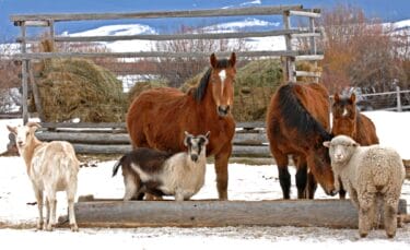 Goats, horses, and sheep standing in the snow next to a stock tank.