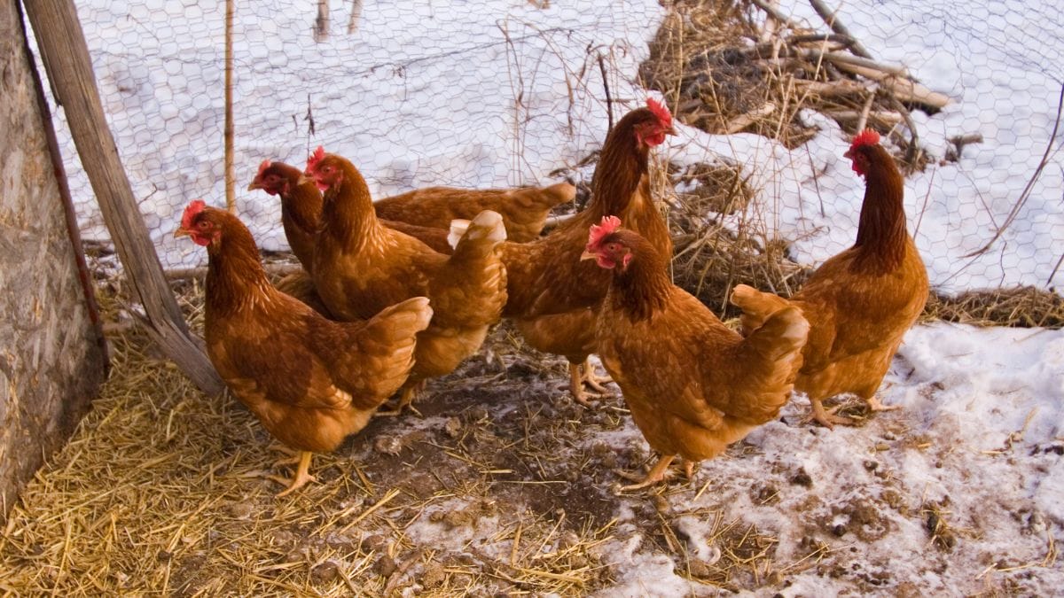 Red Comet chickens in a snowy chicken run.