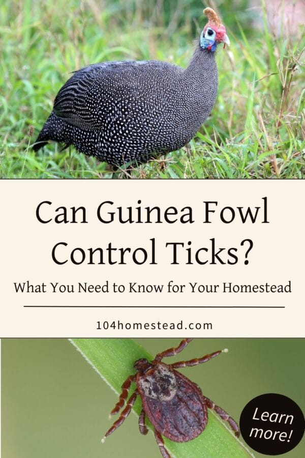 Do Guinea Fowl Eat Ticks? The Honest Truth About Tick Control
