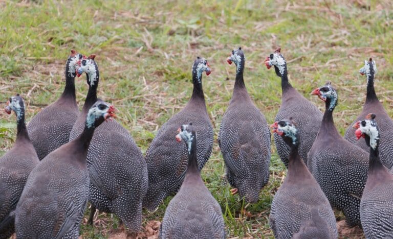 A flock of helmeted guinea fowl walking together in a grassy field.