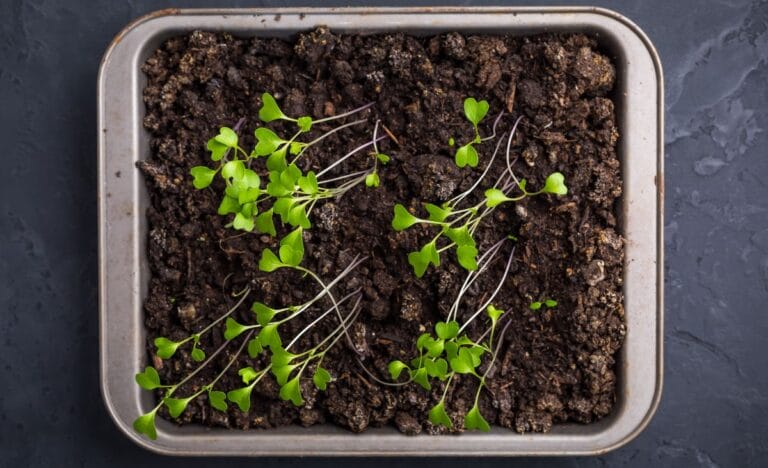 Close-up of young seedlings with elongated stems, demonstrating the common issue of leggy growth.