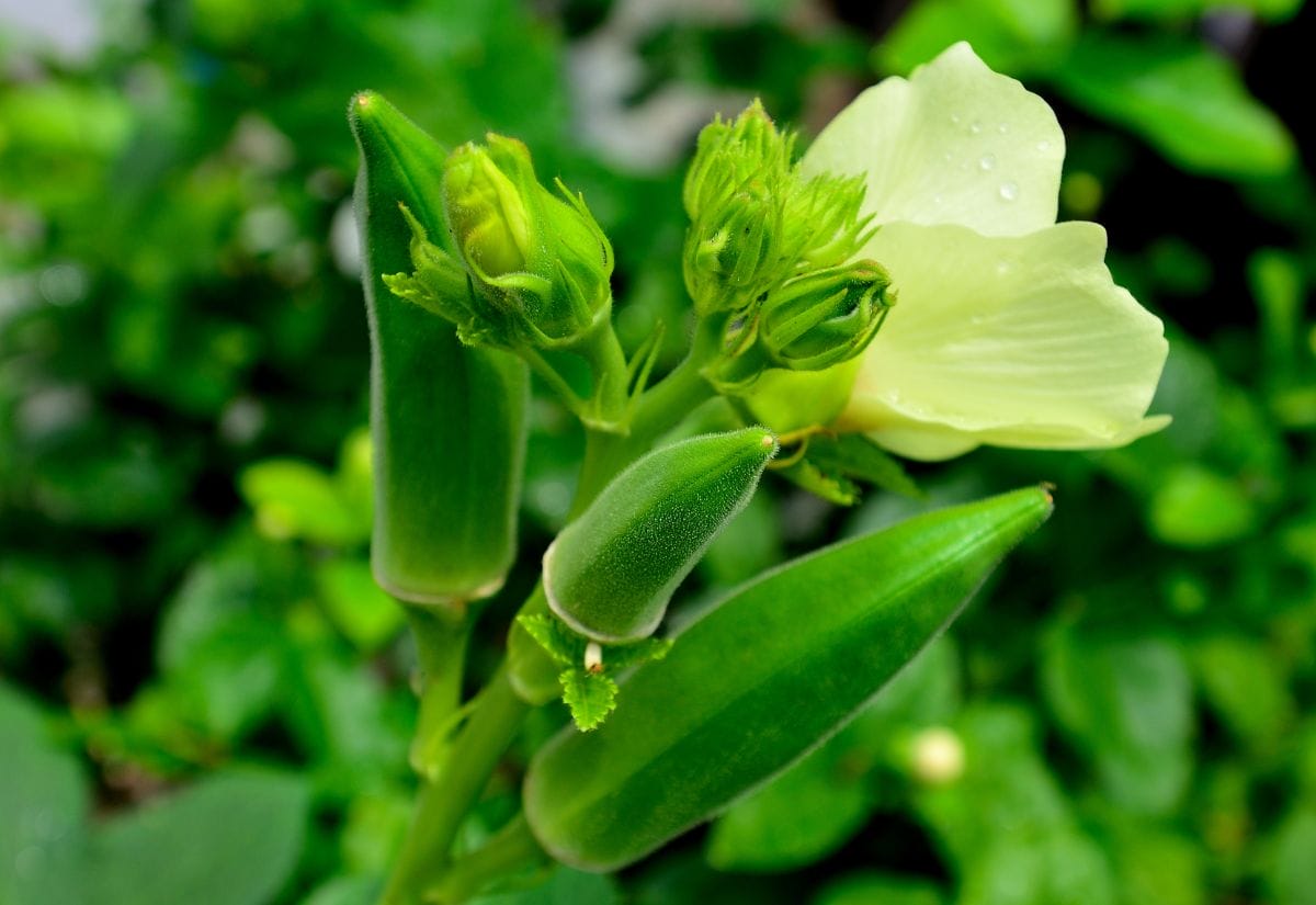 Close-up of fresh green okra pods and a blooming flower on an okra plant.