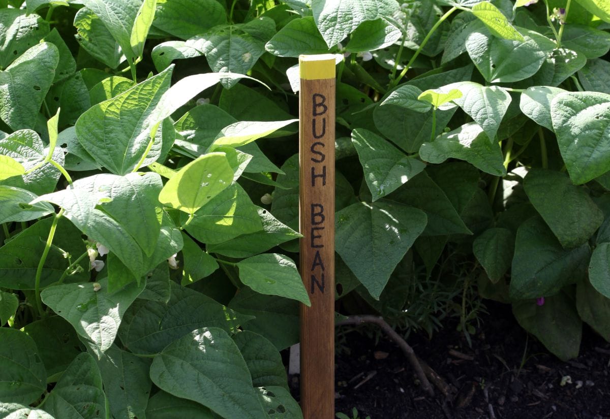 Lush green bush bean plants with a wooden stake labeled "Bush Bean" in a garden bed.