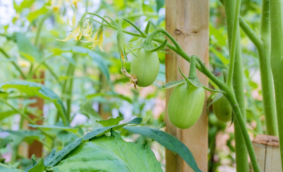 A cluster of unripe green tomatoes growing on a vine supported by a wooden stake.