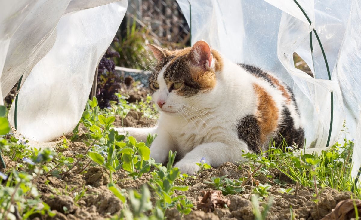 A calico cat resting inside a garden protected by a row cover.