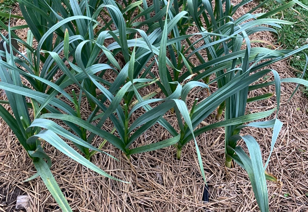 Healthy green garlic plants mulched with straw in a garden.