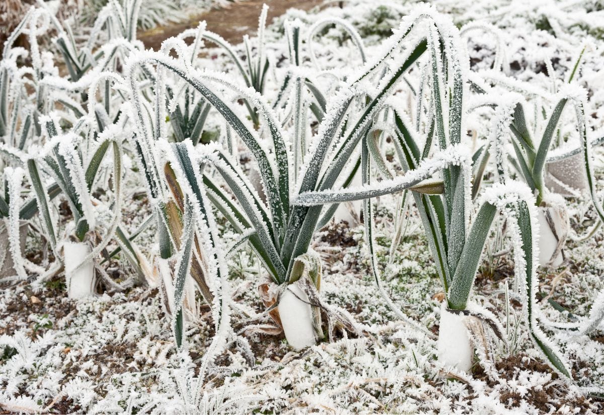 Leek plants covered in frost, protected with winter gardening techniques.