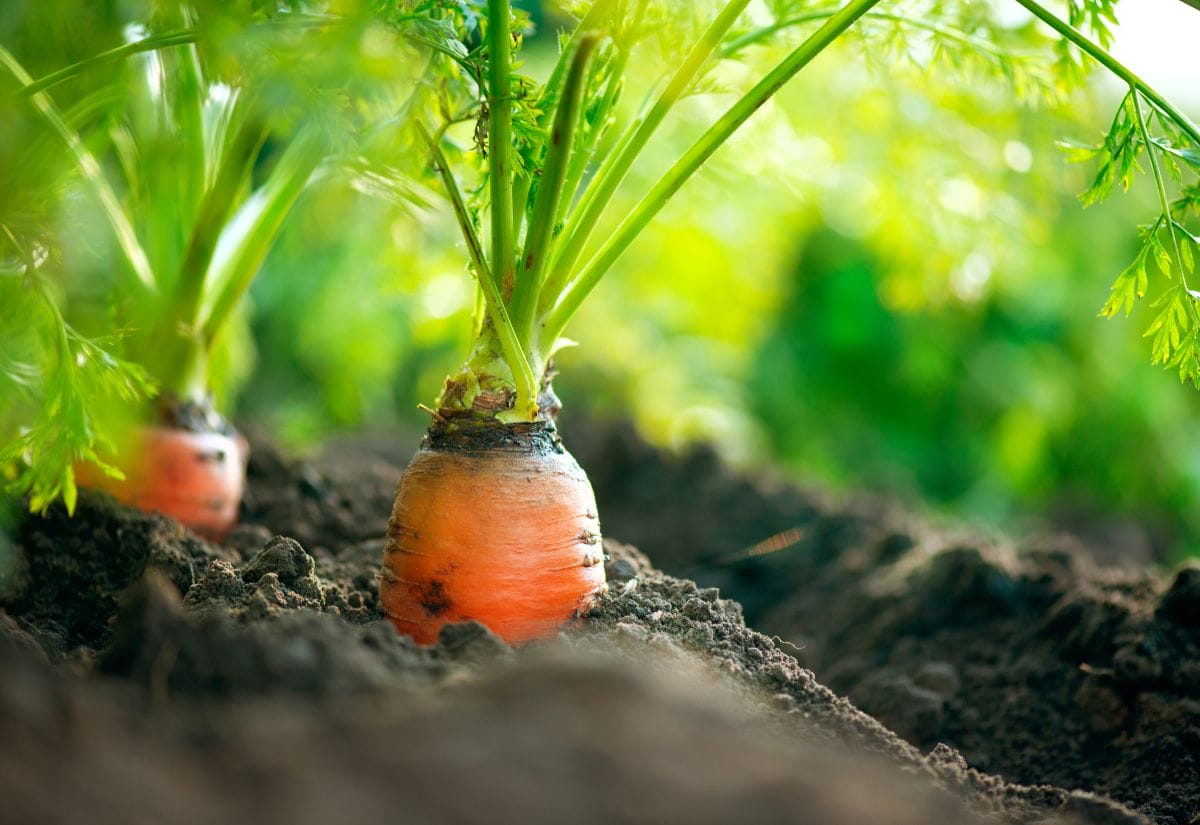 Vibrant orange carrot growing in dark, rich soil in a vegetable garden.