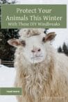 A close-up of a fluffy sheep in the snow, with text overlay about protecting animals this winter using DIY windbreaks.