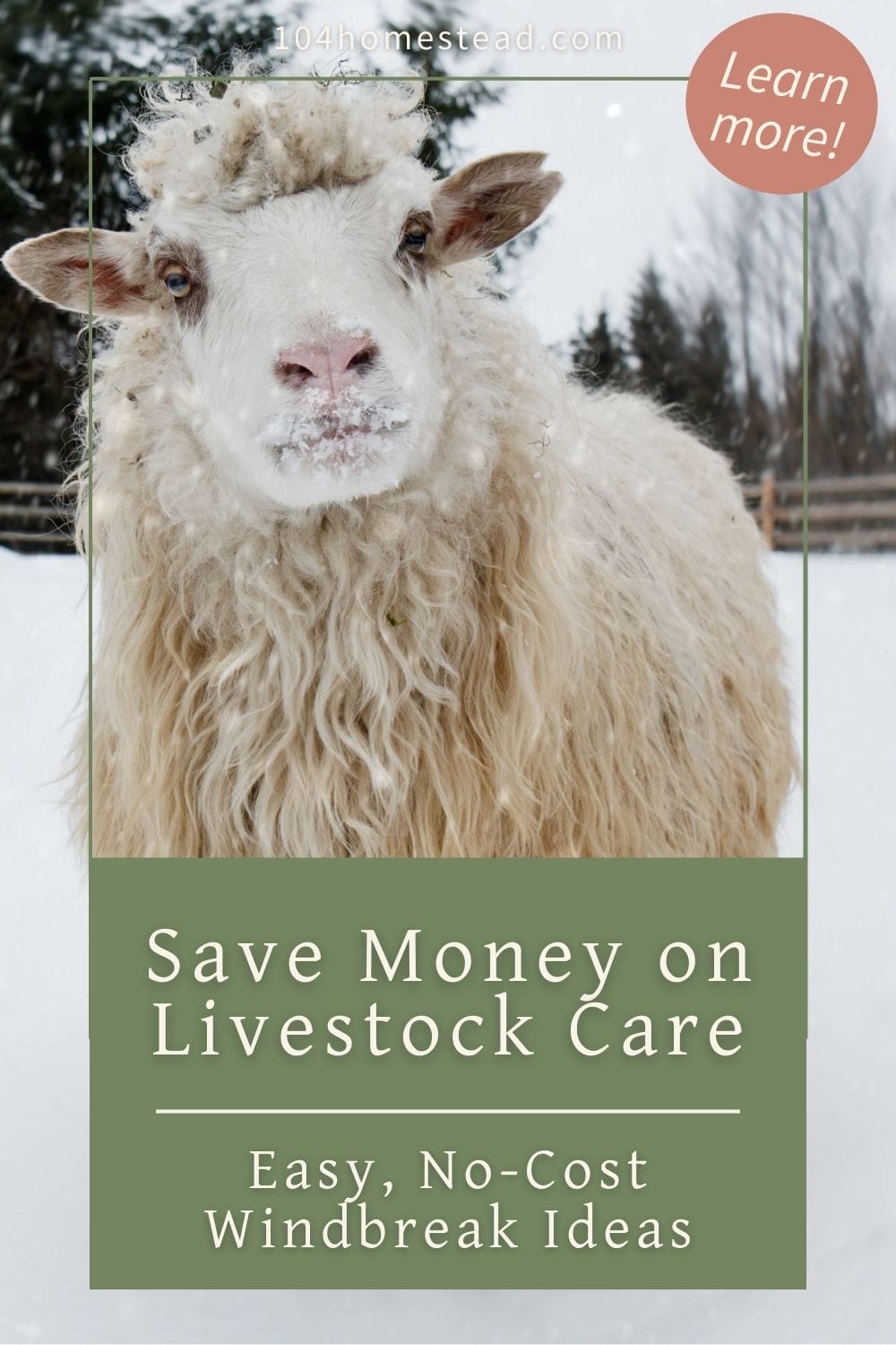 A fluffy sheep in the snow with a text overlay about saving money on livestock care with free windbreak ideas.