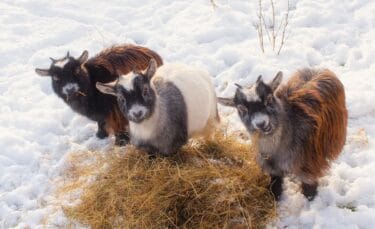 Three goats huddled around a pile of hay in a snowy field, staying warm in winter.