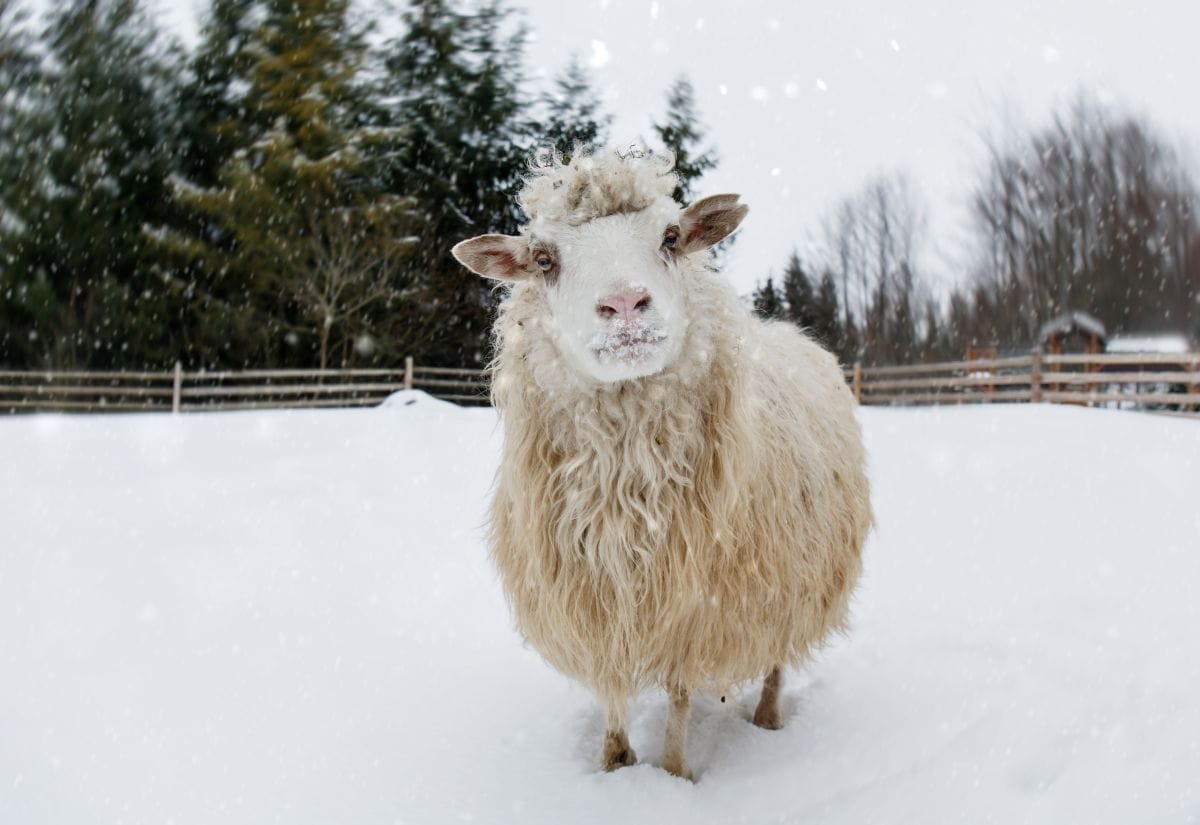 A woolly sheep standing in a snowy pasture surrounded by falling snowflakes and a wooden fence.