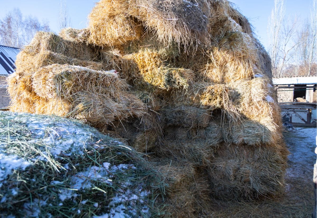 Large stacks of hay bales covered with snow, creating a natural windbreak for livestock in winter.