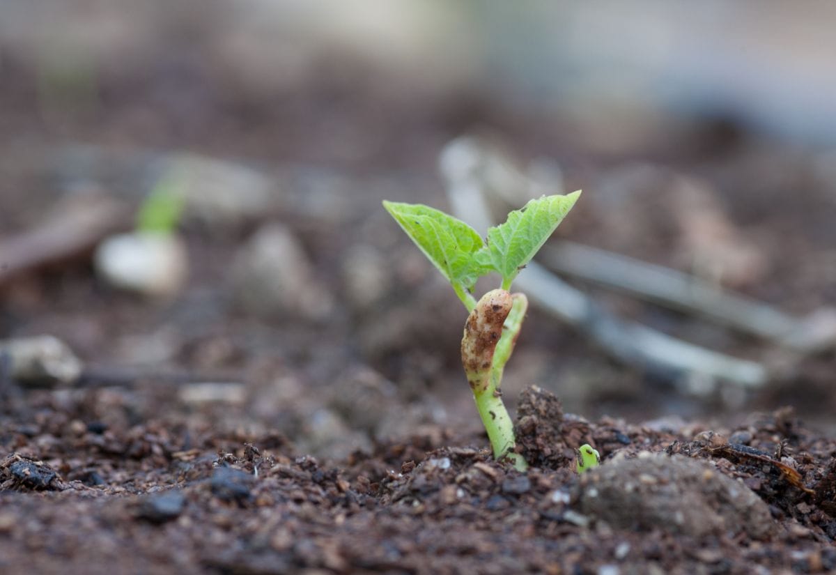 A small green bean seedling emerging from rich, dark soil.