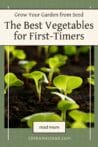 Small green seedlings sprouting from the soil, showcasing the early stages of easy-to-grow vegetables from seed.