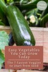 A vibrant zucchini growing in a garden, representing one of the easiest vegetables to start from seed.