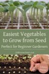 A grid of healthy seedlings, emphasizing the simplicity of growing vegetables from seed for beginners.