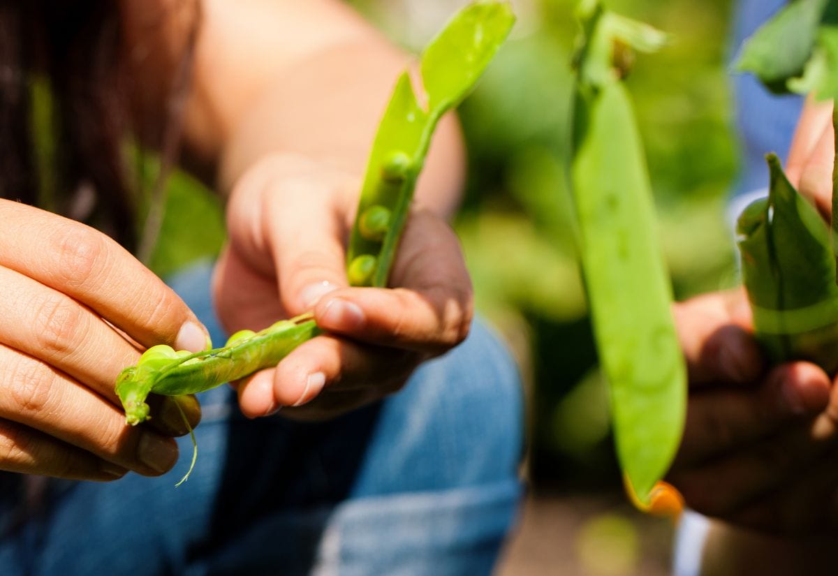 Hands carefully splitting open a fresh pea pod to reveal green peas inside.