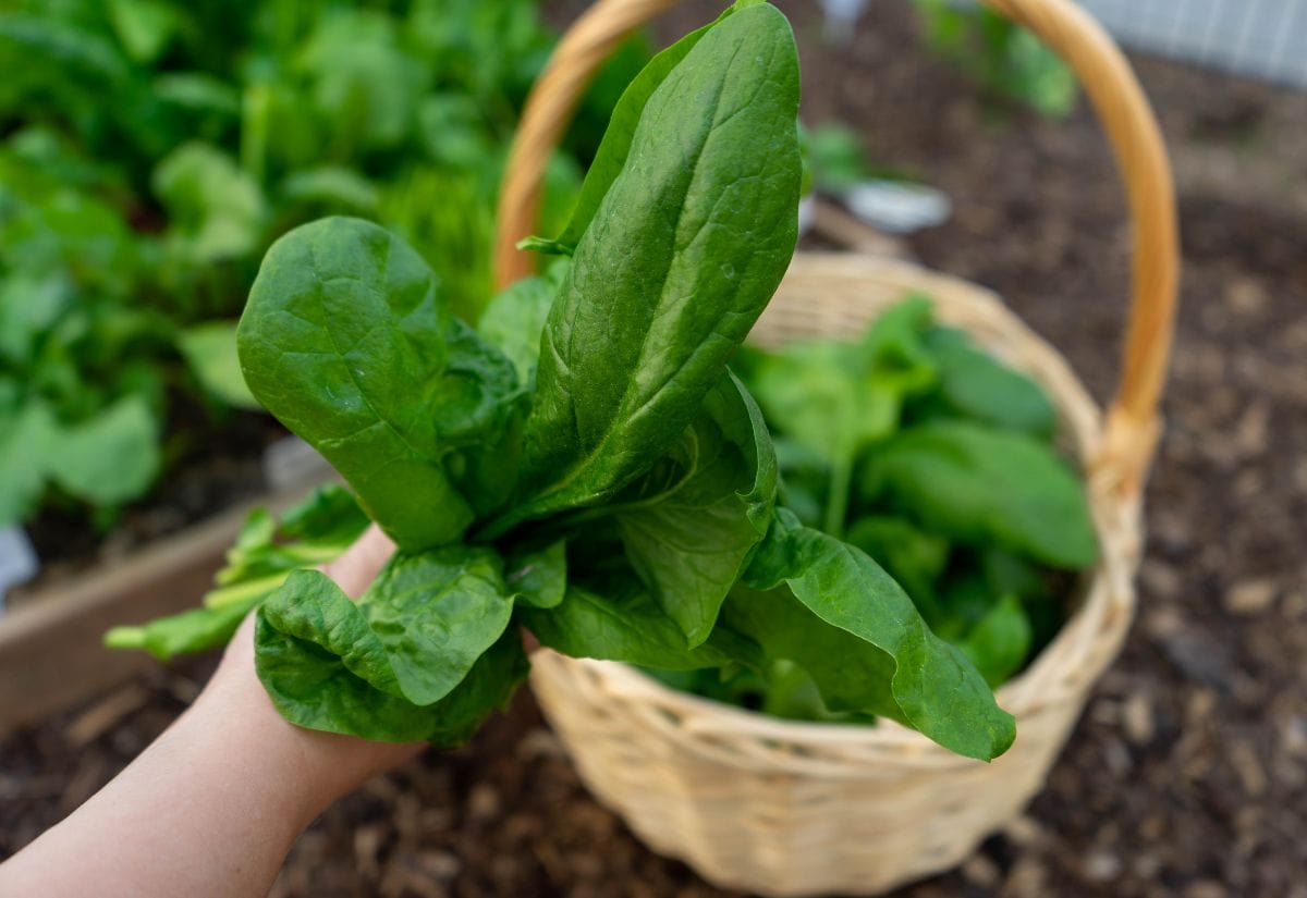 A freshly picked bunch of vibrant spinach leaves being held over a wicker basket.