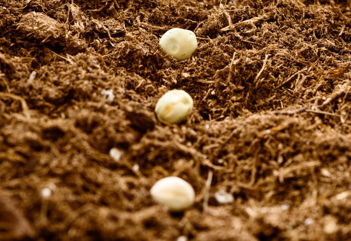 Close-up of pea seeds planted in neat rows within nutrient-rich soil.