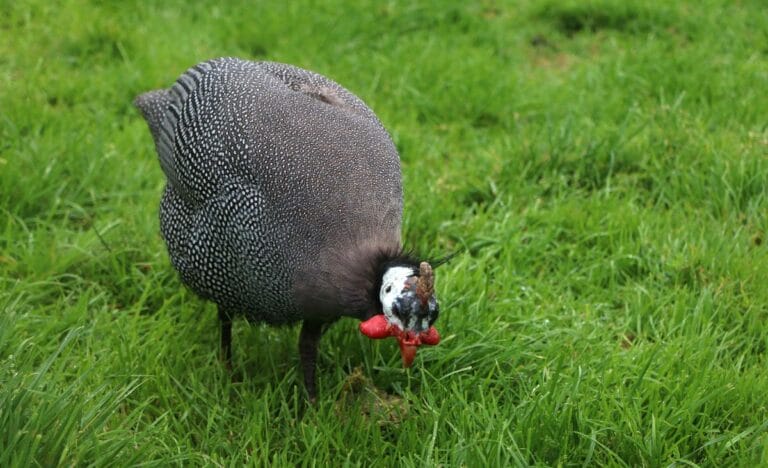 A single guinea fowl grazing on fresh green grass.