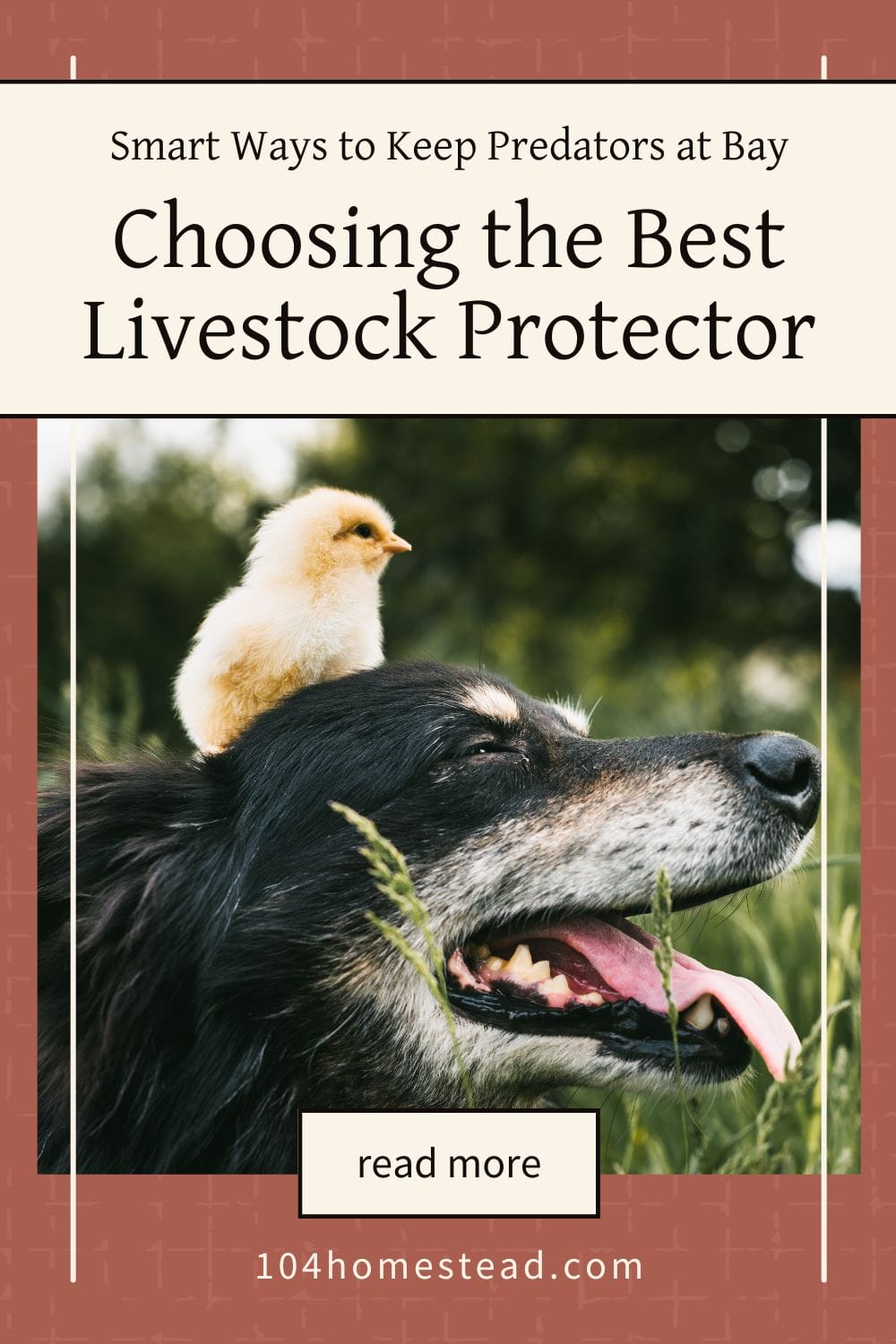 A livestock guardian dog with a fluffy yellow chick on its head, illustrating the bond between guardian animals and farm animals.