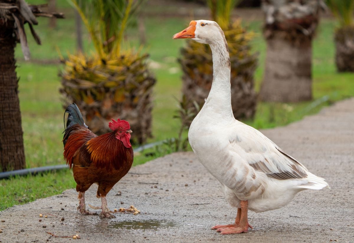 A white goose standing beside a rooster on a paved farmyard path.