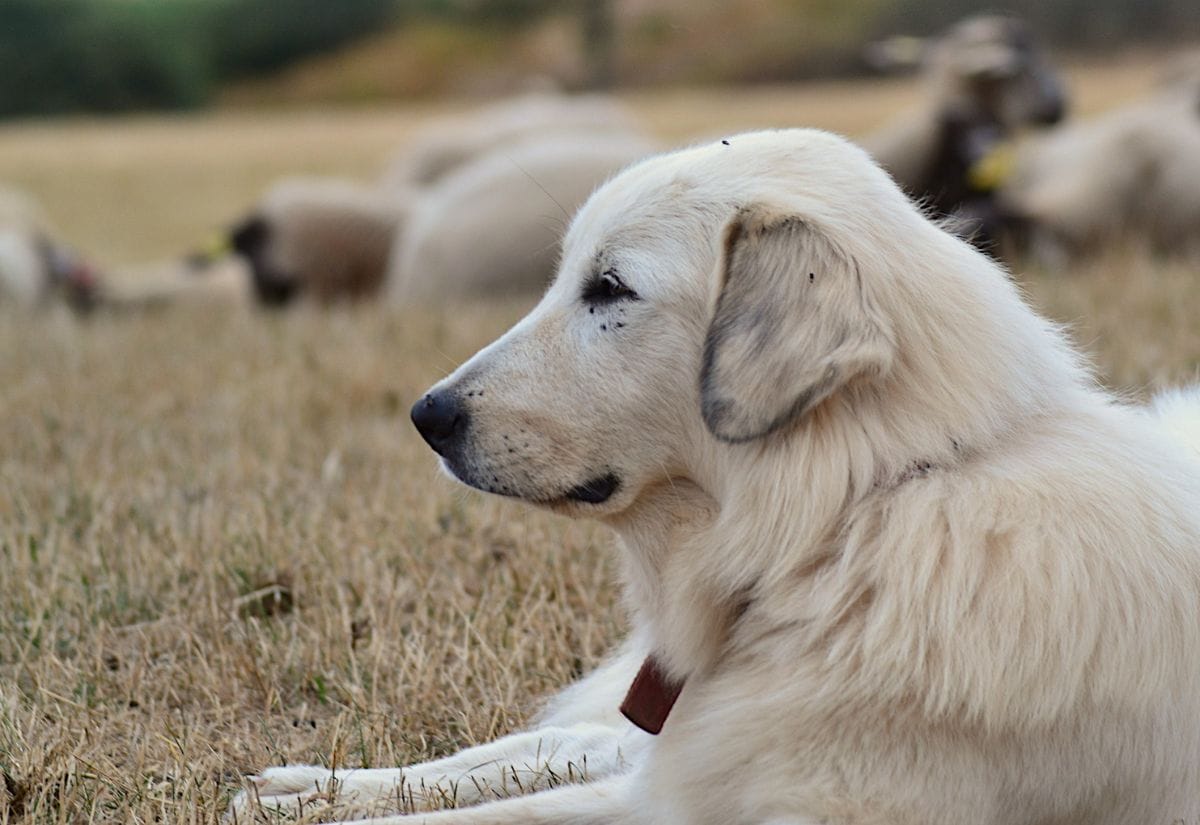 A close-up of a livestock guardian dog resting in a field, with sheep lounging in the background.