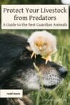 Close-up of a livestock guardian dog with a baby chick perched on its head, symbolizing care and protection.