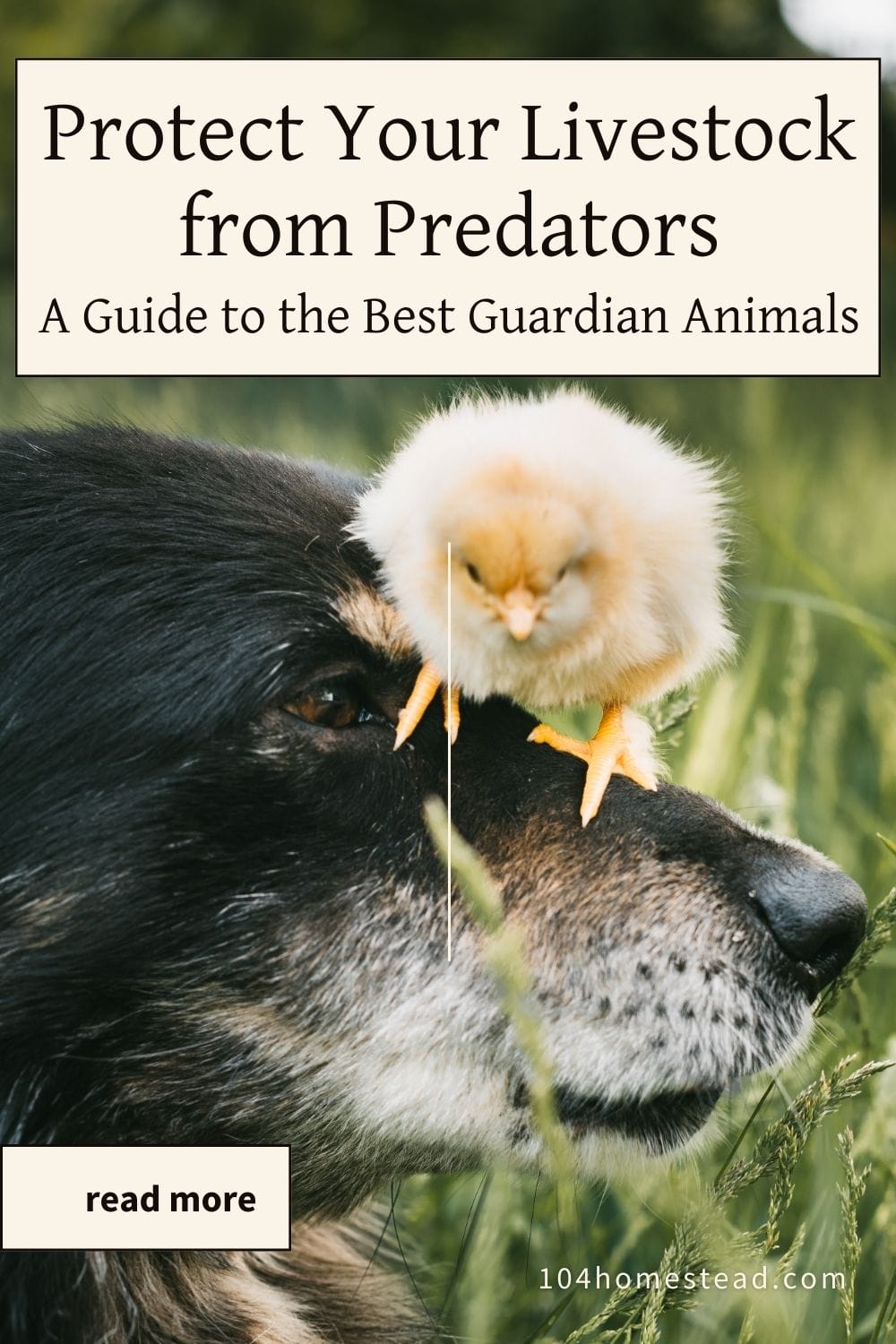 Choosing the Best Livestock Guardian Animal for Your Homestead