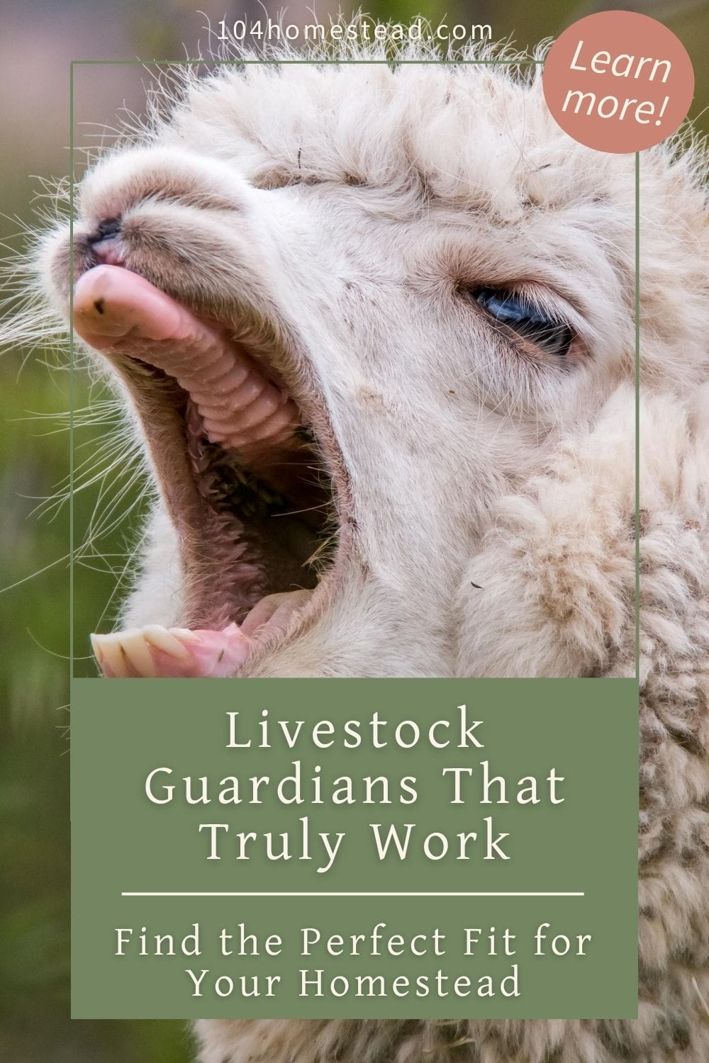 Choosing the Best Livestock Guardian Animal for Your Homestead