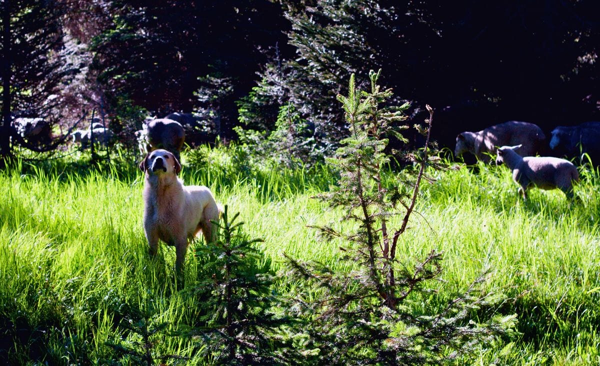 A livestock guardian dog standing watch in a lush, green pasture with sheep grazing nearby.