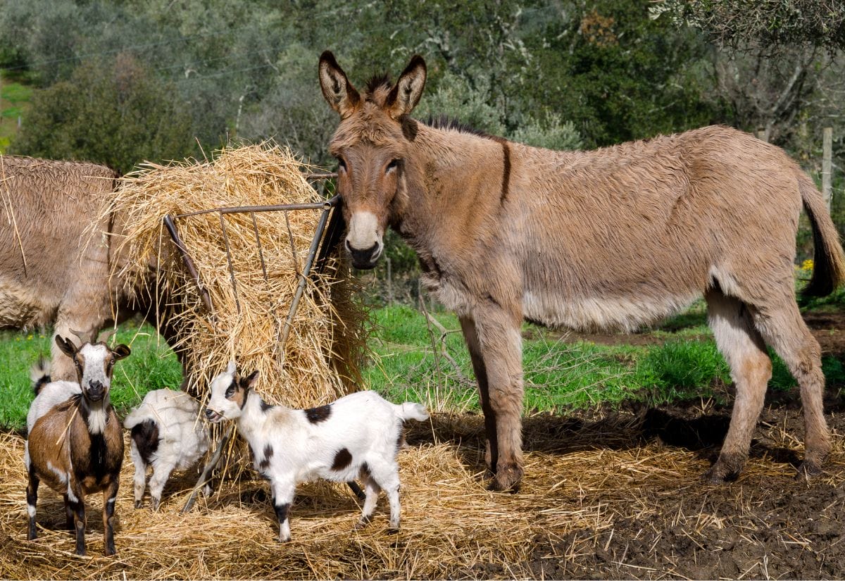 A donkey standing near a hay feeder surrounded by goats in a small homestead setting.