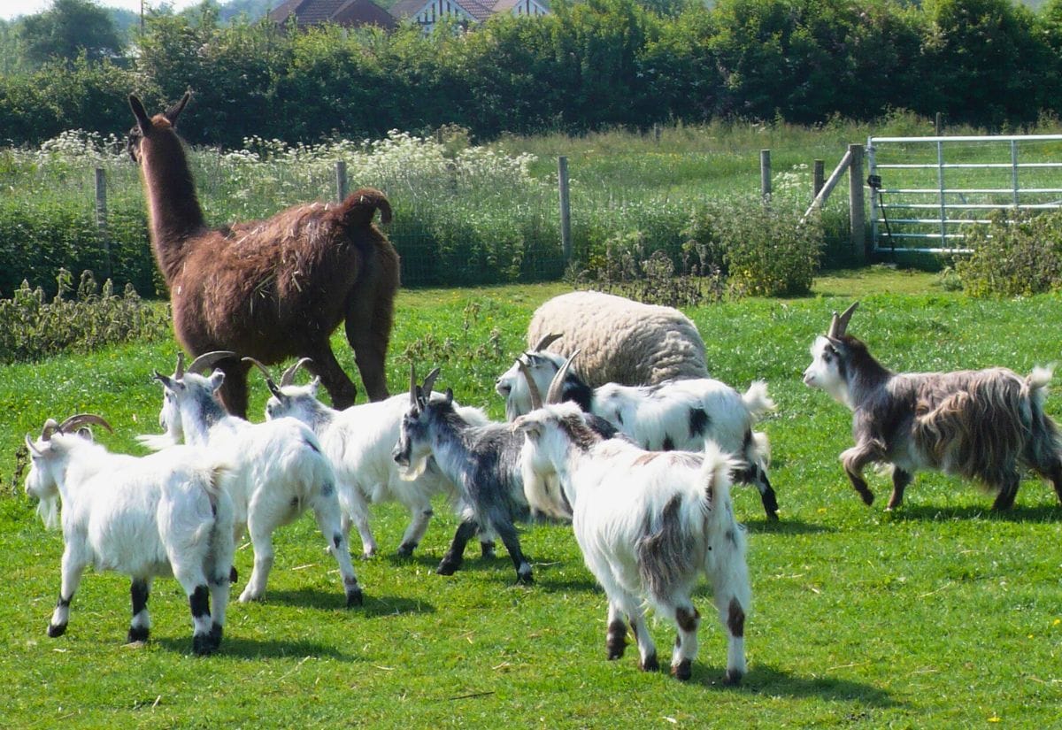 A llama standing among a flock of goats and sheep in a grassy field on a sunny day.