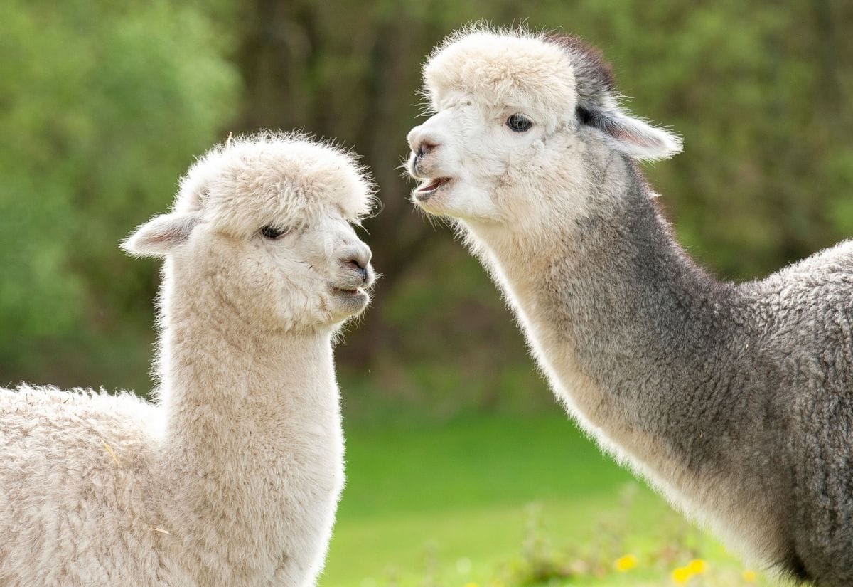 Two alpacas standing in a green pasture, their fluffy coats shining under natural light.