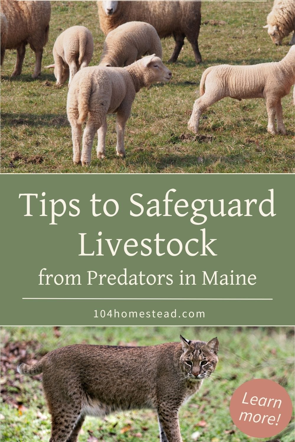 A group of sheep grazing in a pasture with a bobcat in the foreground, representing the importance of predator-proofing your livestock.