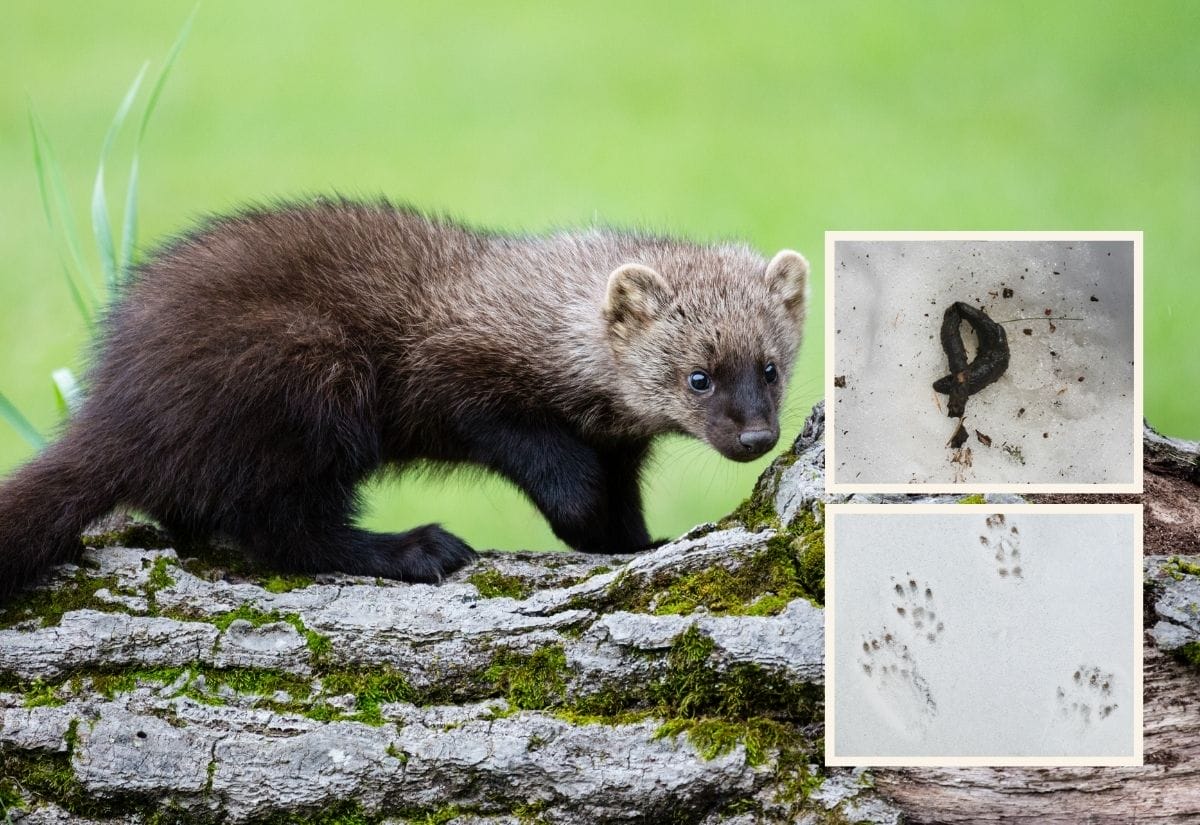 A fisher cat standing on a mossy log in a forested area.