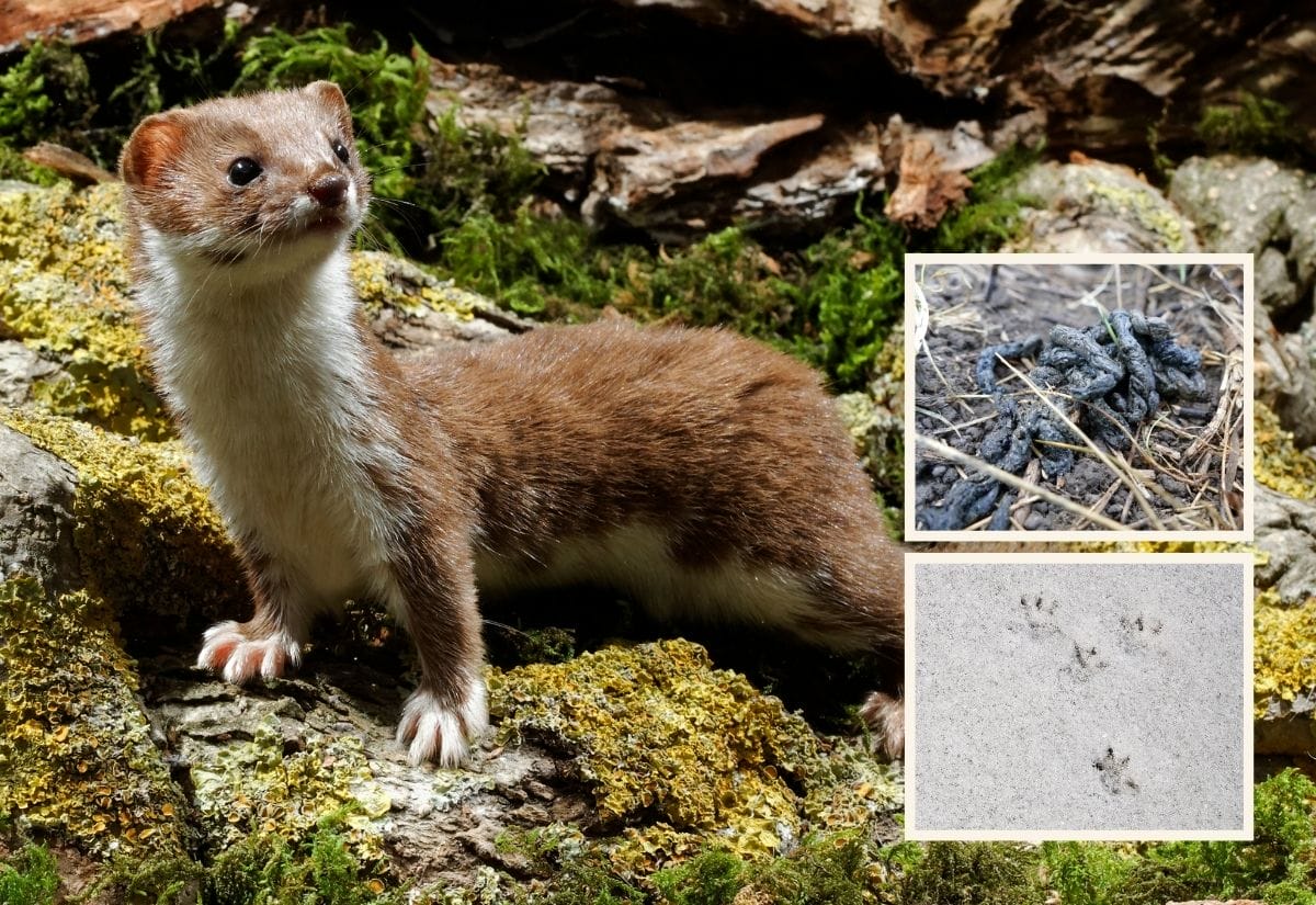 A weasel standing on a bed of moss and fallen leaves.