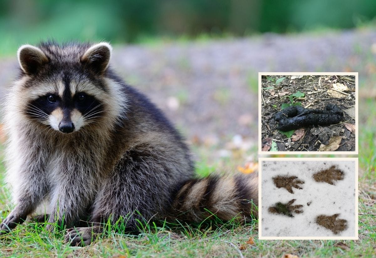 A raccoon sitting on grass near the edge of a forest.