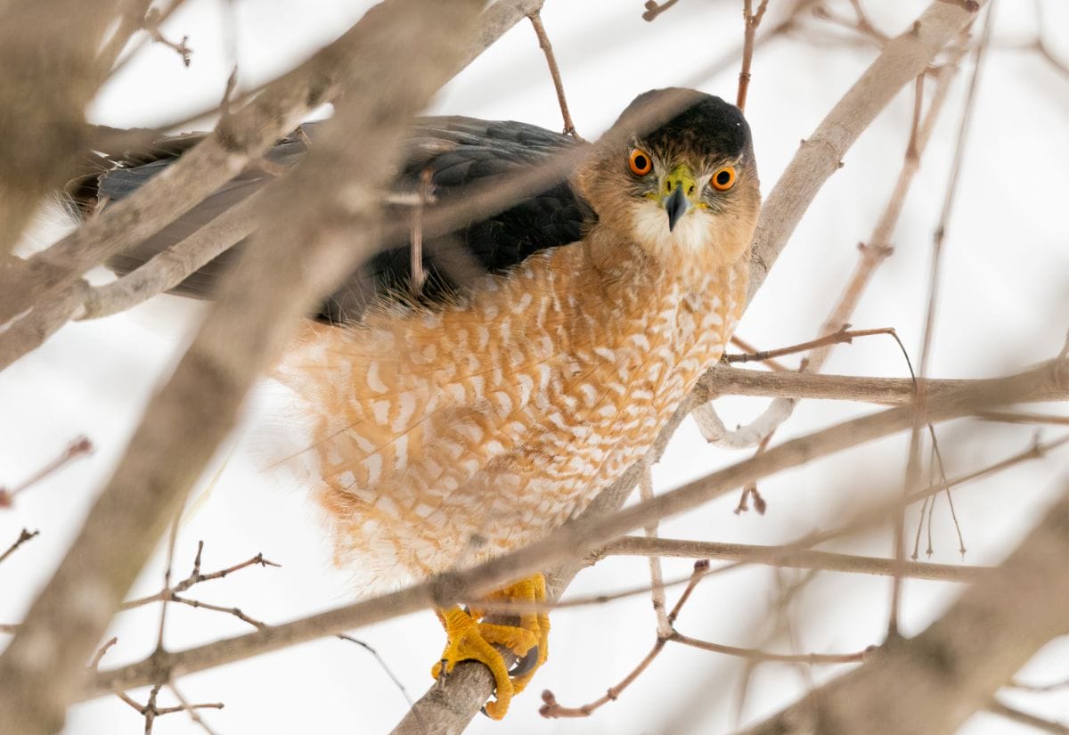 A hawk perched on a tree branch, scanning for prey.