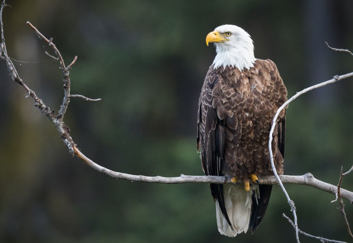 A bald eagle perched on a bare branch in a forest.