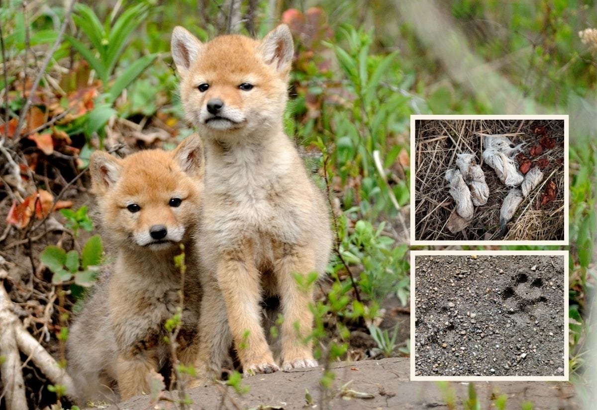 Two coyote pups standing near their den in a wooded area.