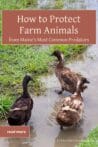 A group of ducks walking through a muddy field, illustrating the need for predator-proofing strategies to protect vulnerable livestock.