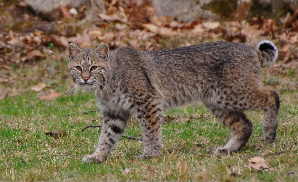 A bobcat walking through an open grassy area.